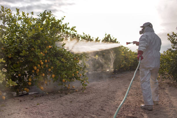 Best Wasp Removal Services  in Port Arthur, TX