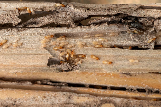 Professional Pest Control in Port Arthur, TX