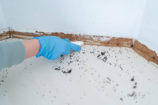 Best Local Pest Control Services  in Port Arthur, TX